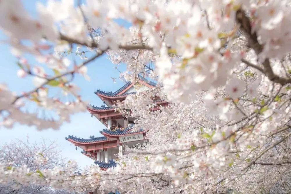 本週六來寶山融媒直播間賞顧村公園武漢大學黿頭渚的櫻花美景還有神秘