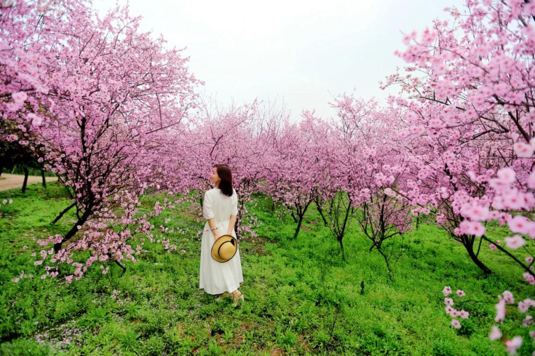 湖北省春季十大赏花游之"万枝丹彩笑春风,缘起一程桃花游"!
