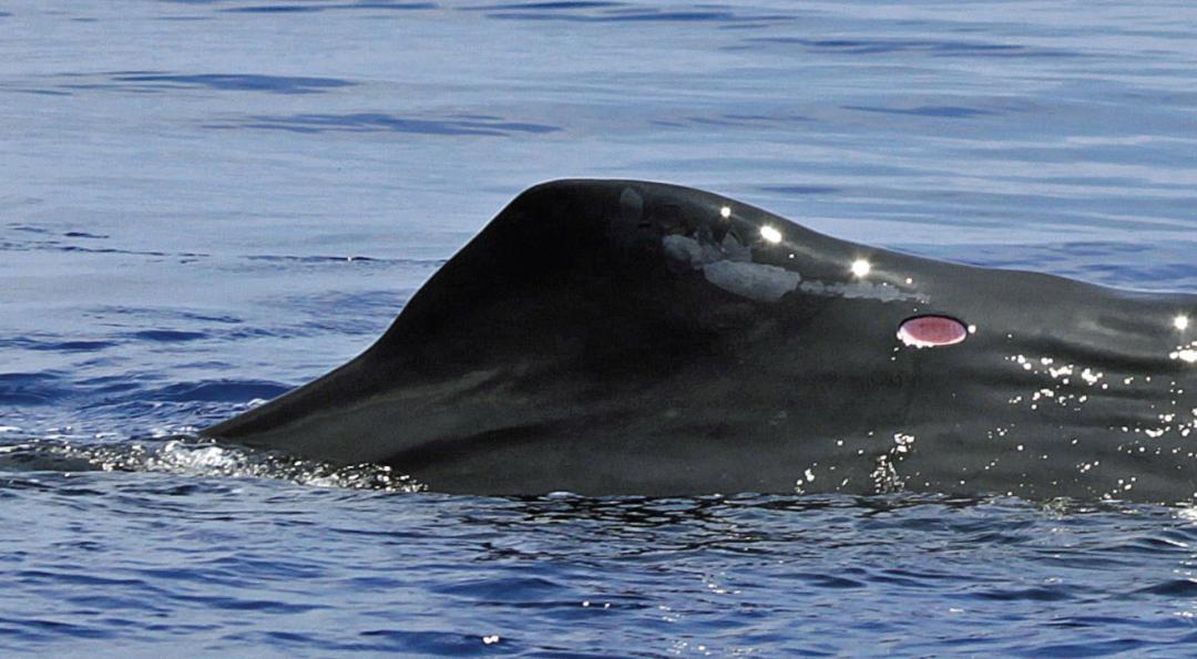 抹香鲸身上达摩鲨留下的咬痕 | grace et al.
