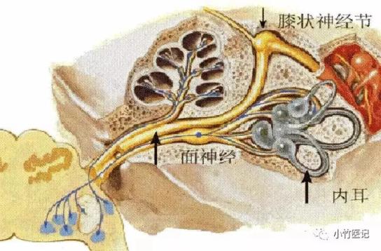 镫骨肌神经图片