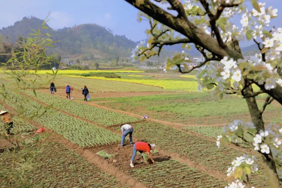 修文县谷堡镇折溪村春暖花开游客来