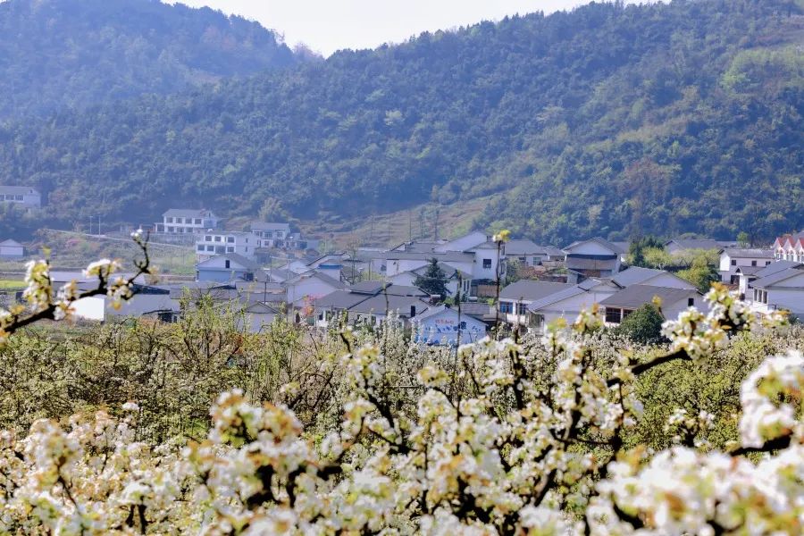 修文县谷堡镇折溪村春暖花开游客来