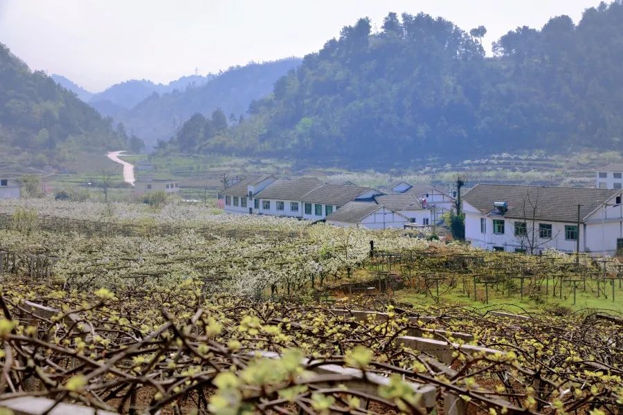 修文县谷堡镇折溪村春暖花开游客来