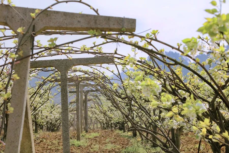 修文县谷堡镇折溪村春暖花开游客来