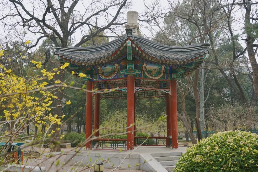 直击返校首日的北林学子欢迎回家