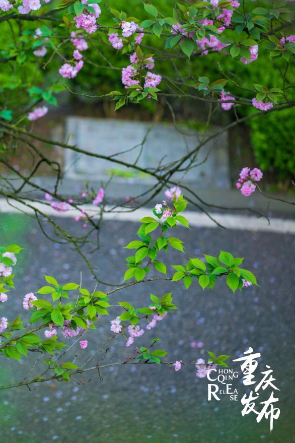 莫负好春光山城花开任你赏