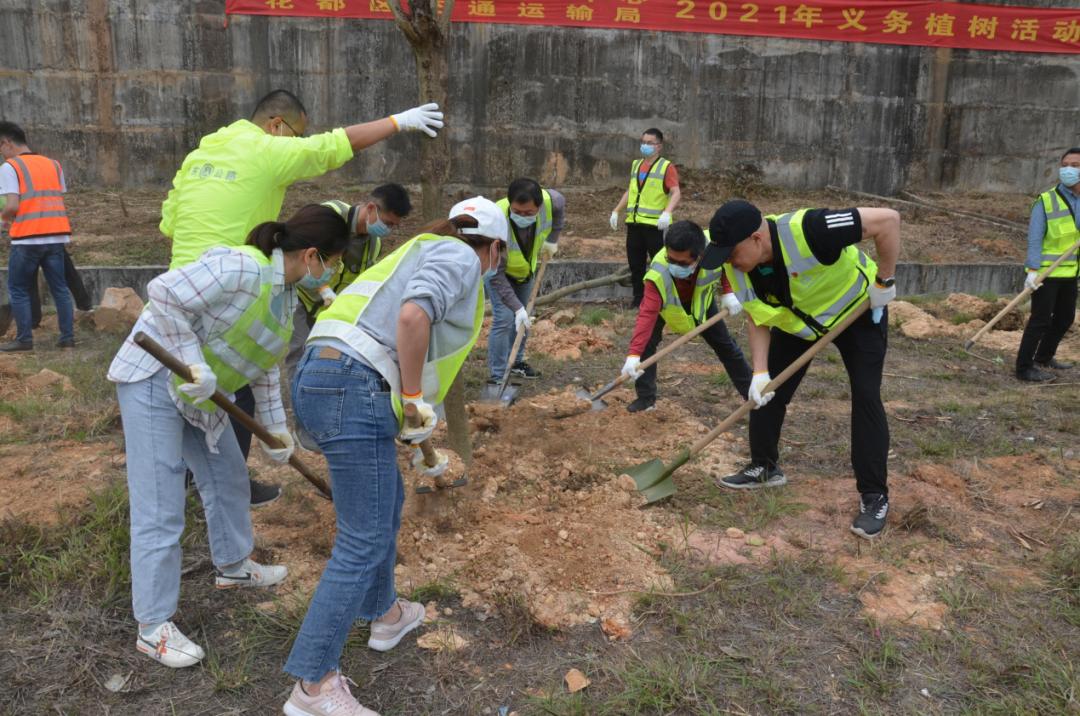 广州市道路养护中心和花都区交通运输局结对共建开展2021年义务植树活动 澎湃号·政务 澎湃新闻 The Paper