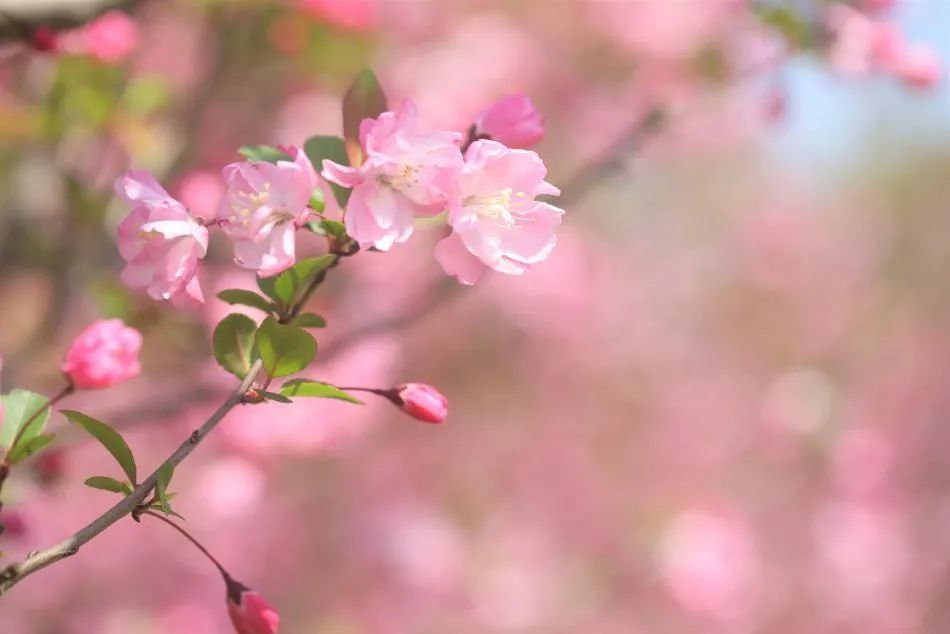 黃興公園海棠文化節即將開幕!圍觀直播有驚喜