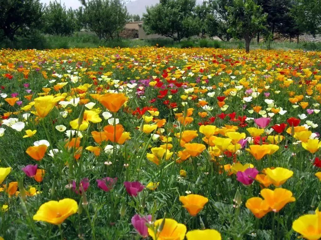 献礼母亲节2019襄阳荷花湖百花齐放旅游艺术节5月11日隆重开园