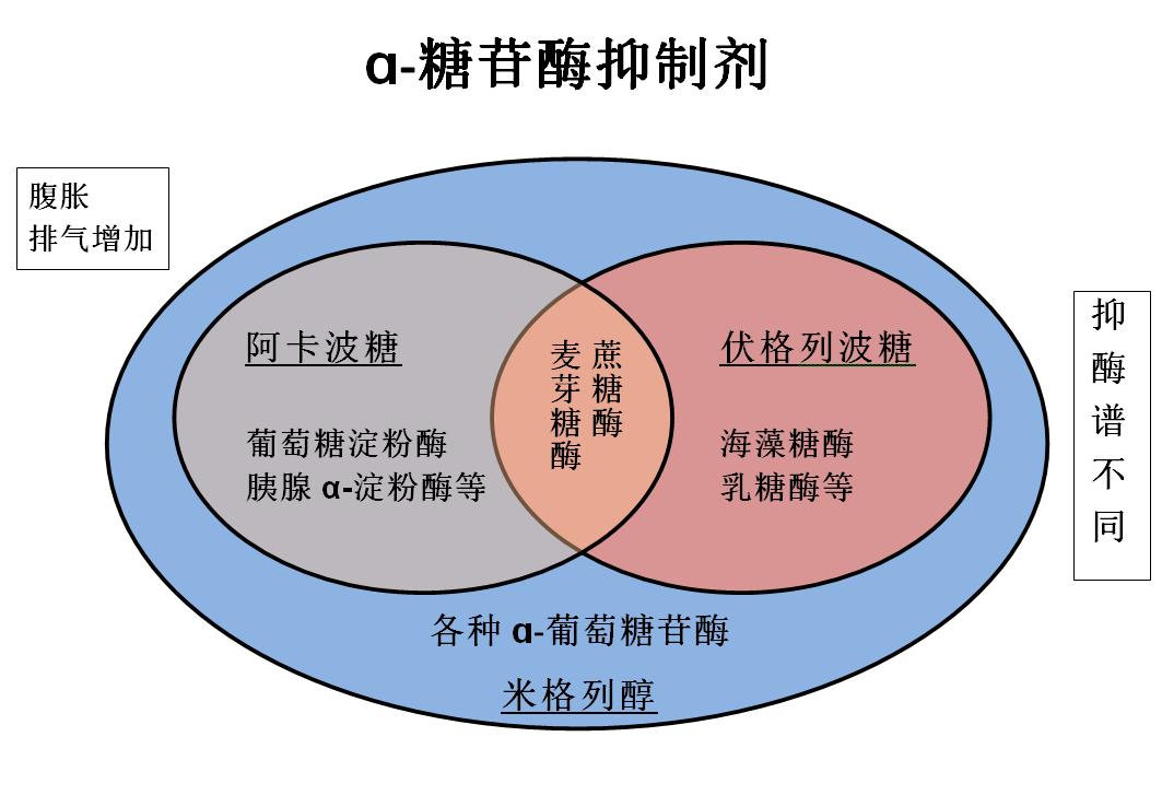 抗糖原理图片