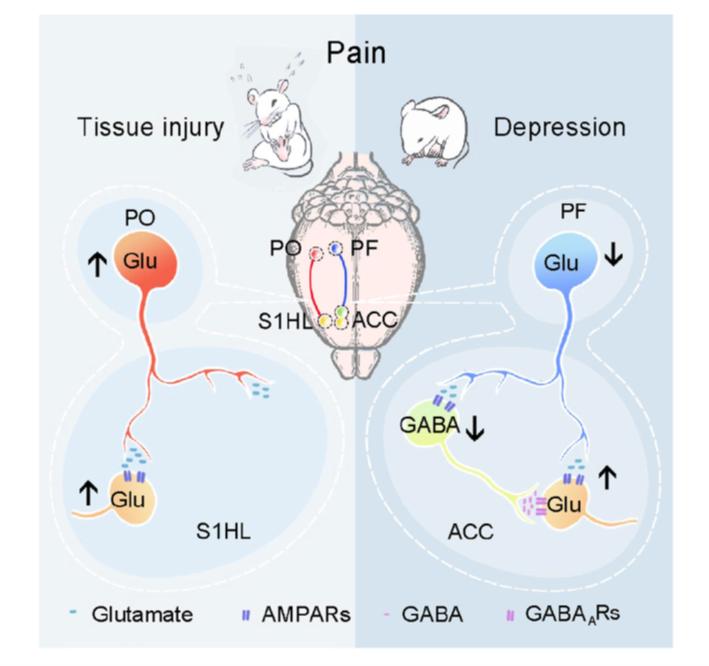 社交能力要靠肠道菌群吗心里的痛和身体的痛能一样吗paperalert