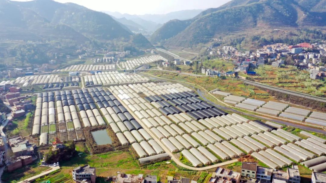 "两包一干"新模式 农民致富好法子 | 七星关区鸭池镇探索创新党支部领