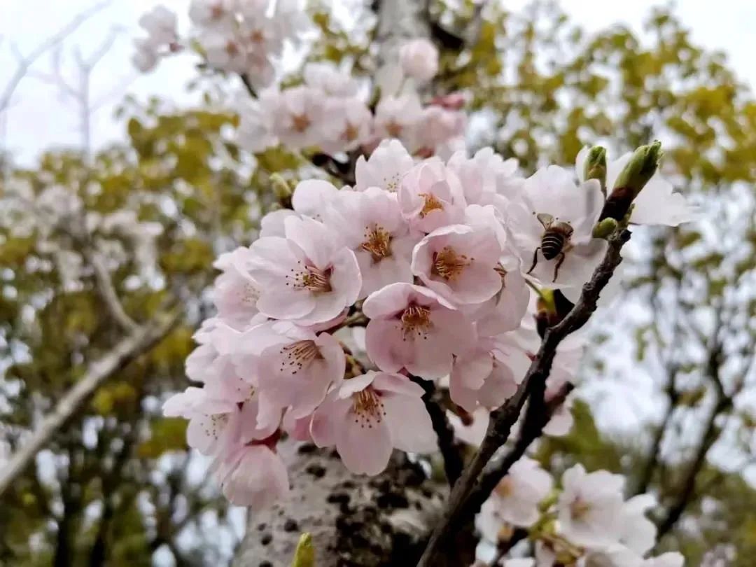 當季花已開就等你送上畢節城區最全賞花點