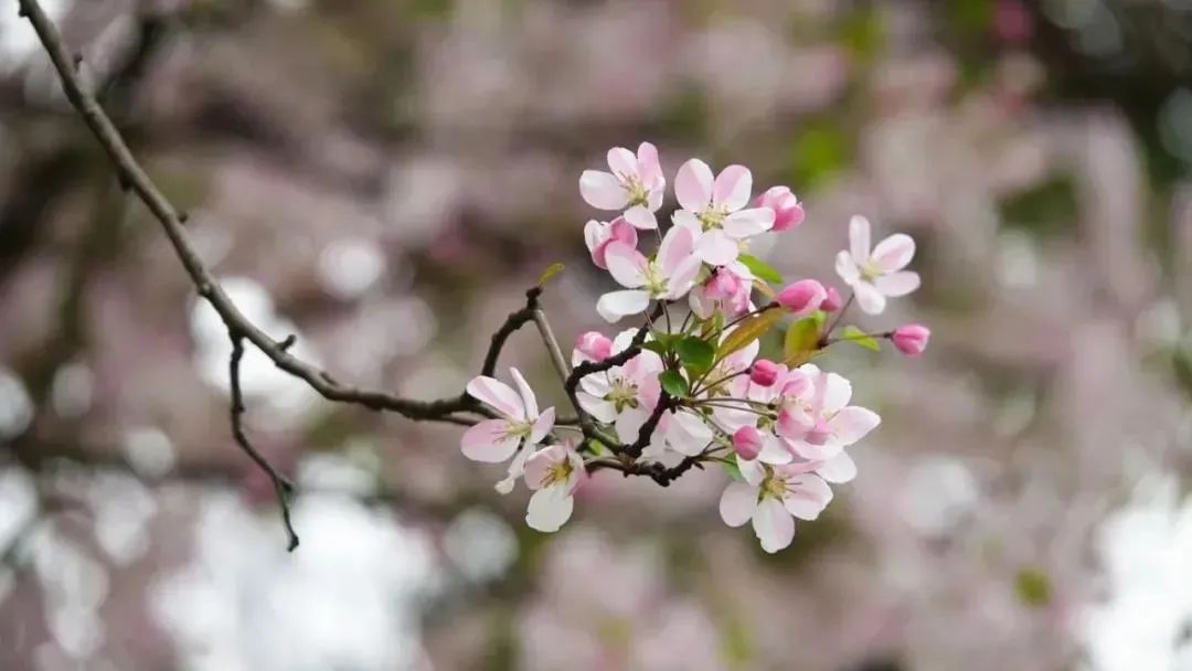 當季花已開就等你送上畢節城區最全賞花點