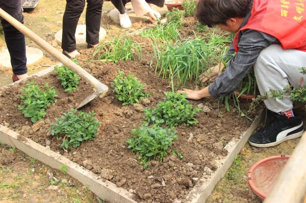 增花添彩巾帼先行莲都妈妈菜园种菜忙