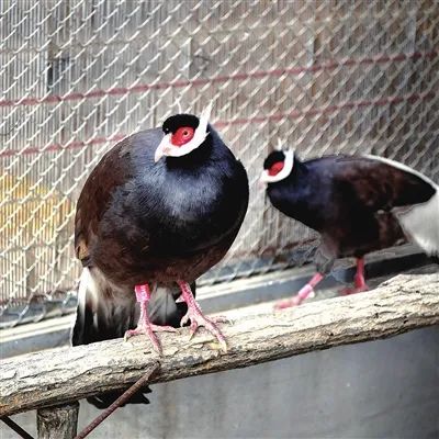 67"太原品牌,品牌强市"专题报道(四十八):太原动物园 温情野趣共