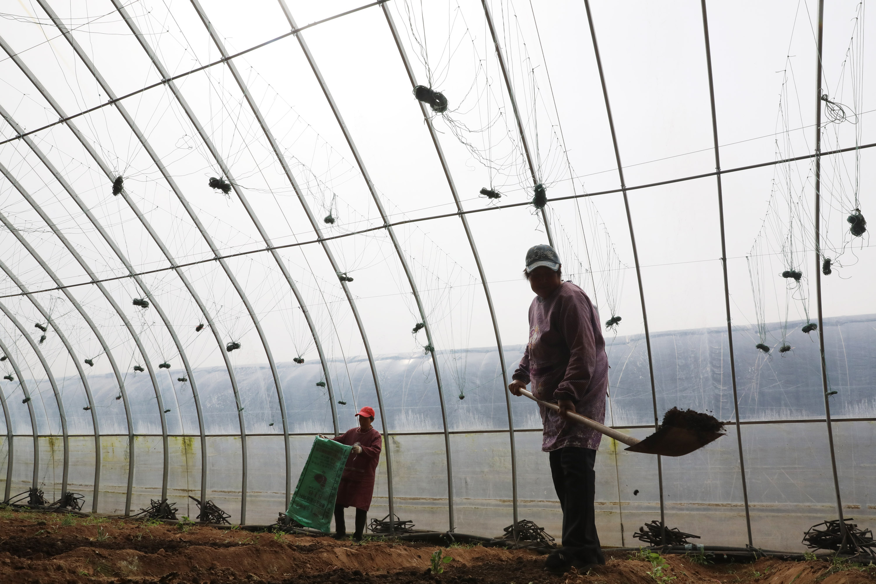 3月20日,河南省焦作市温县武德镇亢村农民在大棚里施肥.
