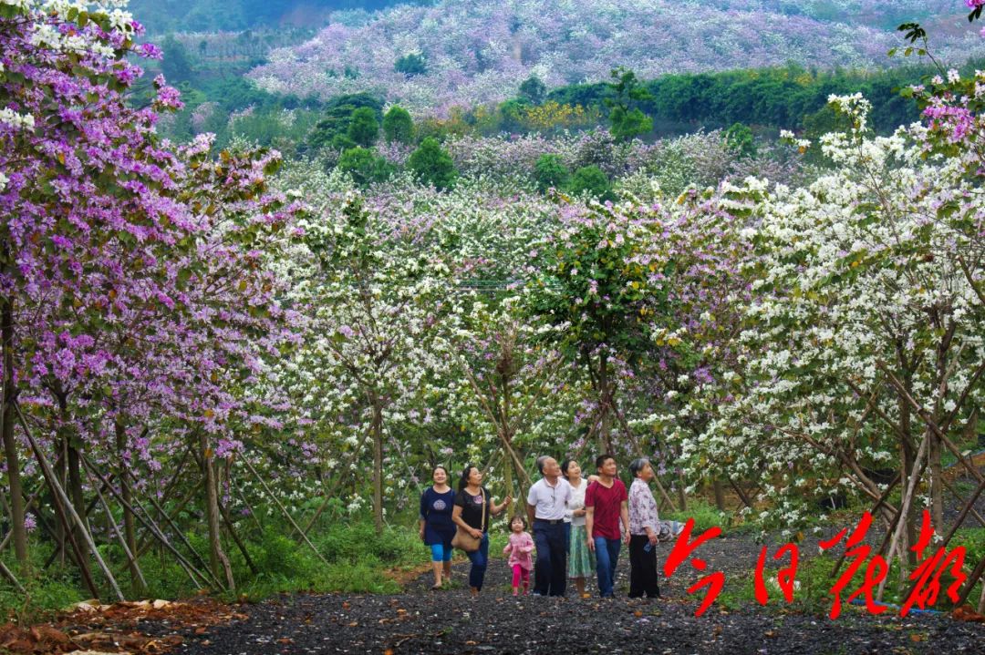 赤坭志惠农场美绝了!
