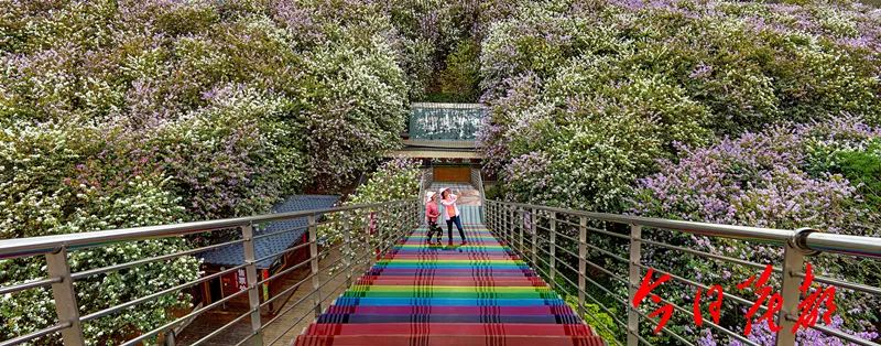 震撼漫山遍野都是花赤坭志惠农场美绝了