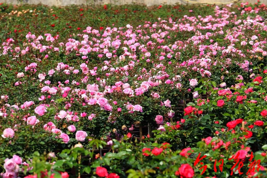 赤坭志惠农场美绝了!