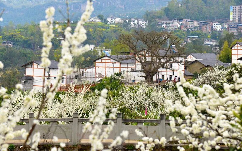 萬州城區——花語果歡樂大世界——甘寧鎮奇芳花谷——萬州大瀑布