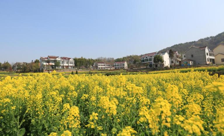 是明媚的油菜黃賞花位置:廬江縣夾山蕻森林公園櫻花谷(線路:出廬城沿