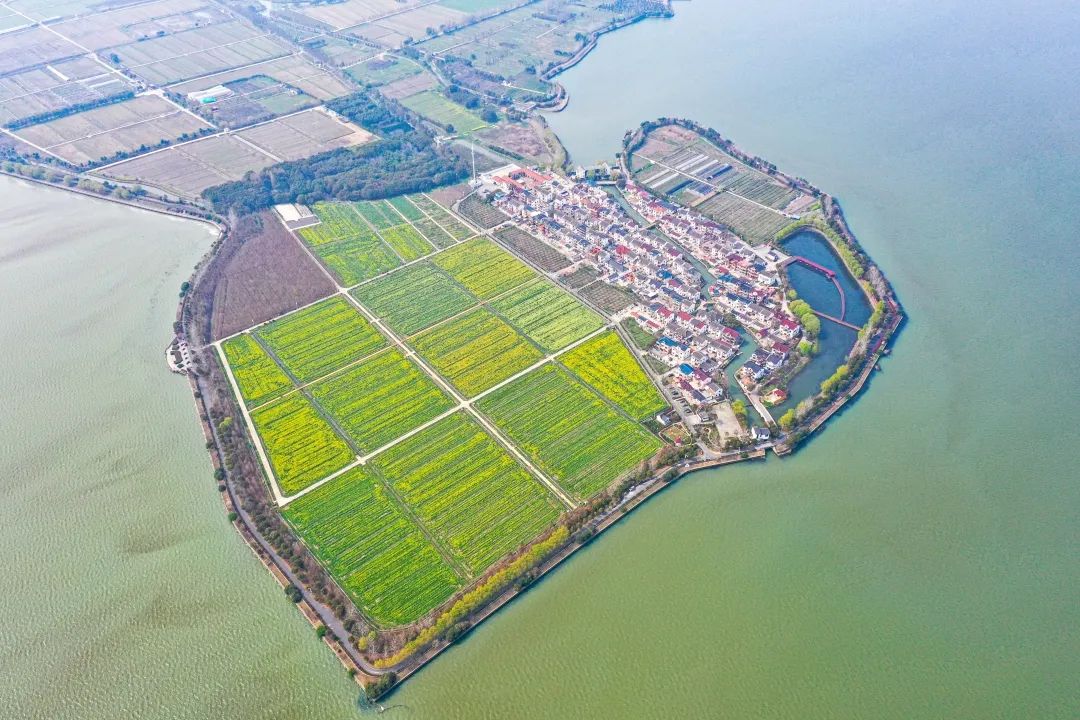 蔡浜村多彩油菜花海恣意绽放尽显田园秀美风光