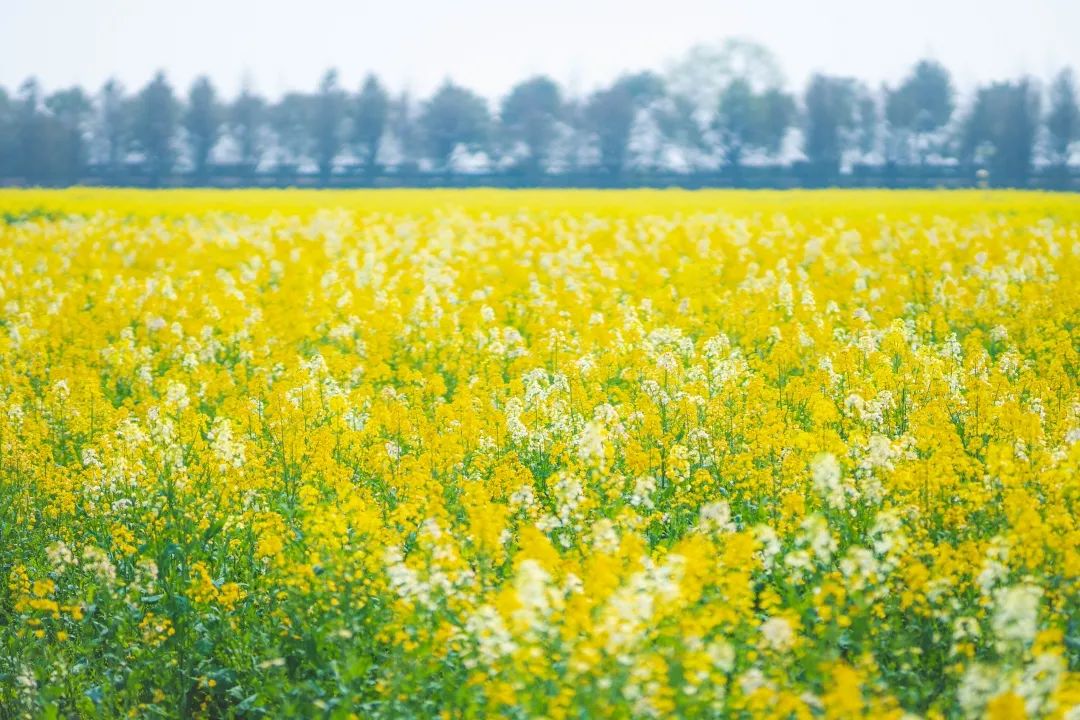 蔡浜村多彩油菜花海恣意绽放尽显田园秀美风光
