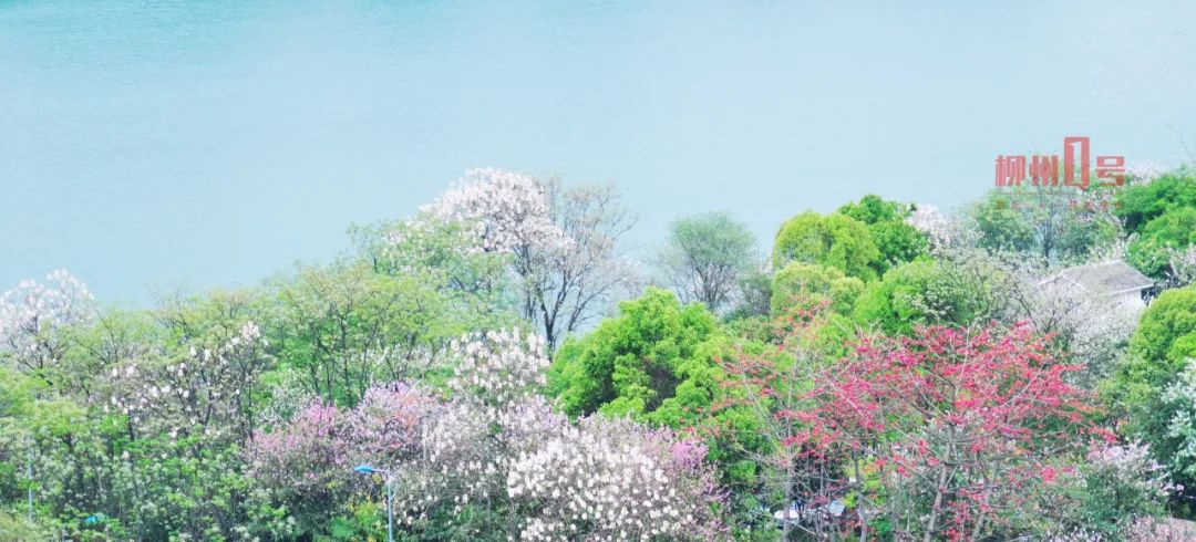 多圖柳州紫荊花再度盛開來看這座城市最美的模樣