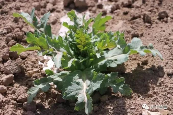 婆婆丁是苦菊么 742.jpg