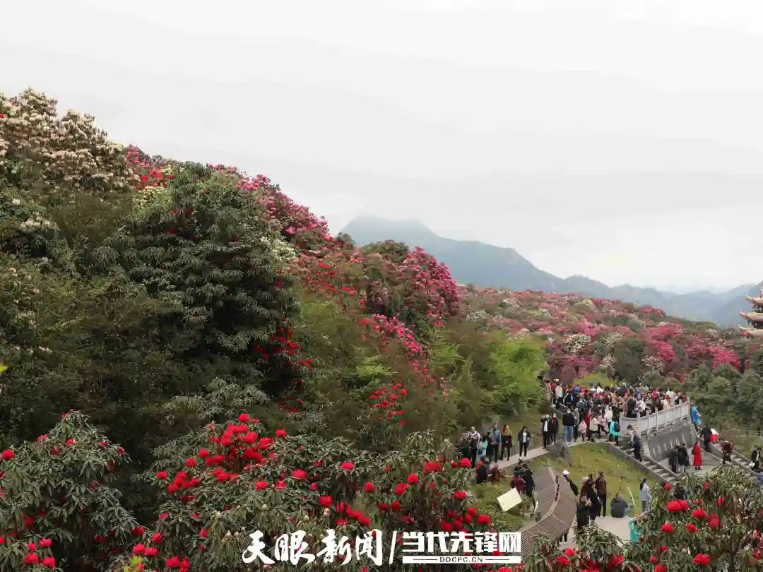 所有杜鵑都是自然生長,很多樹齡都超百年,而樹齡千年的杜鵑花王更是