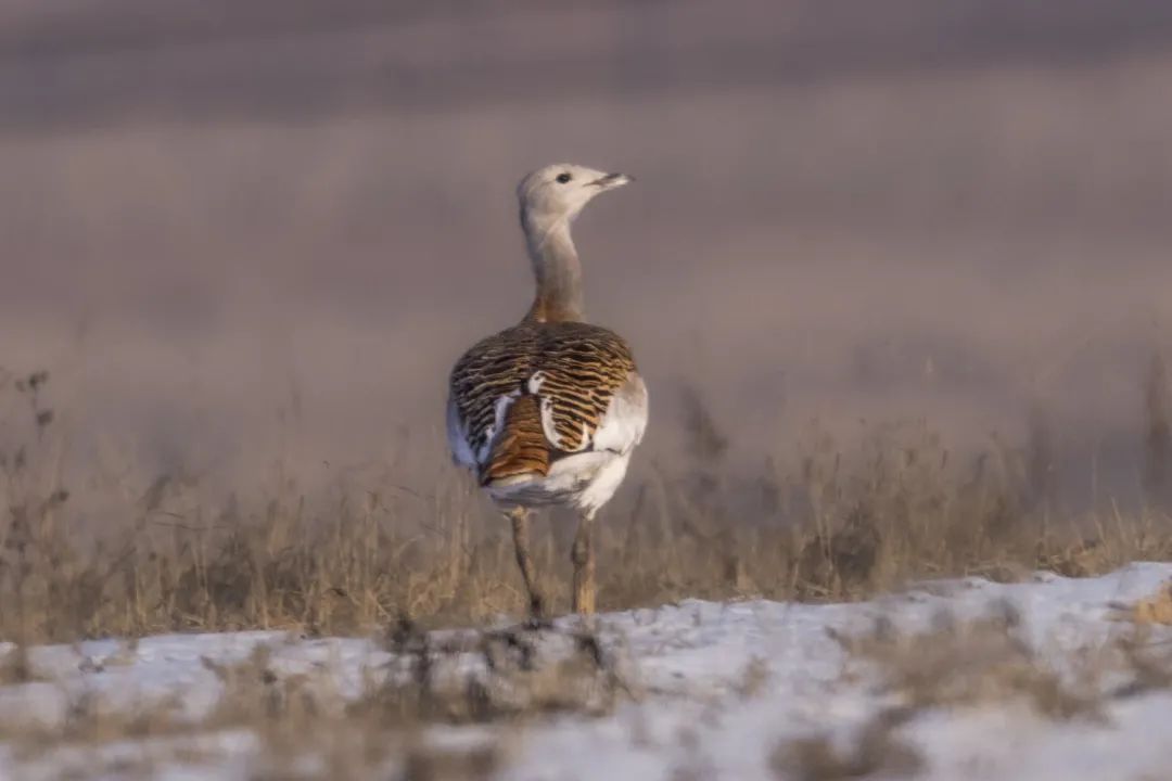 濒危物种大同竟然也有这种大宝