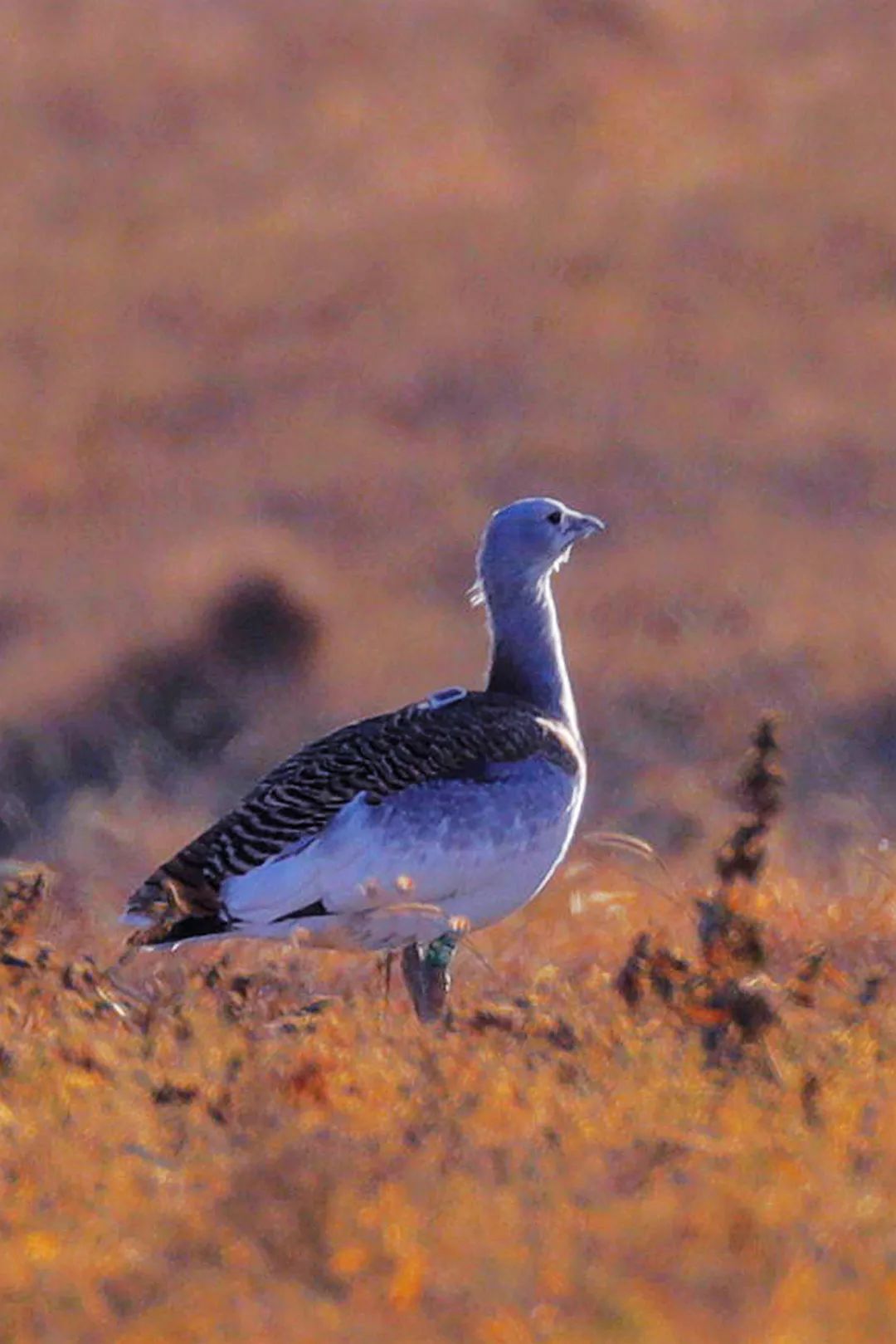 濒危物种大同竟然也有这种大宝