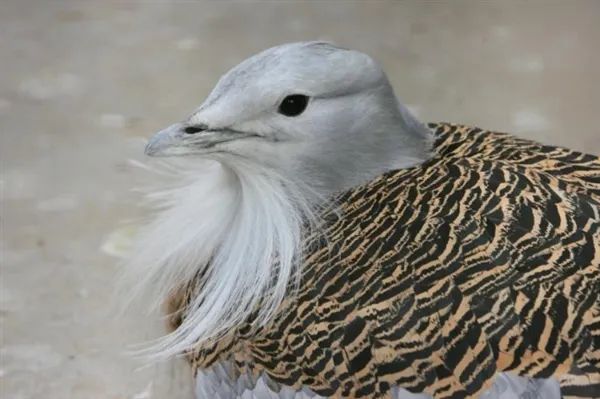 濒危物种大同竟然也有这种大宝