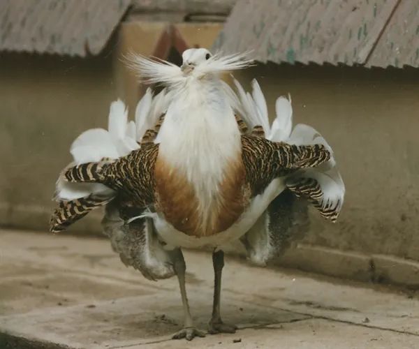 濒危物种大同竟然也有这种大宝