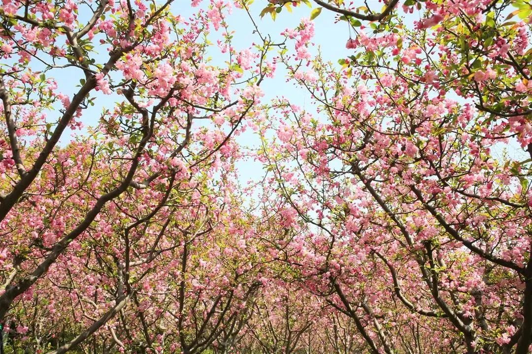 赏花好去处黄兴公园这片海棠花等你来邂逅