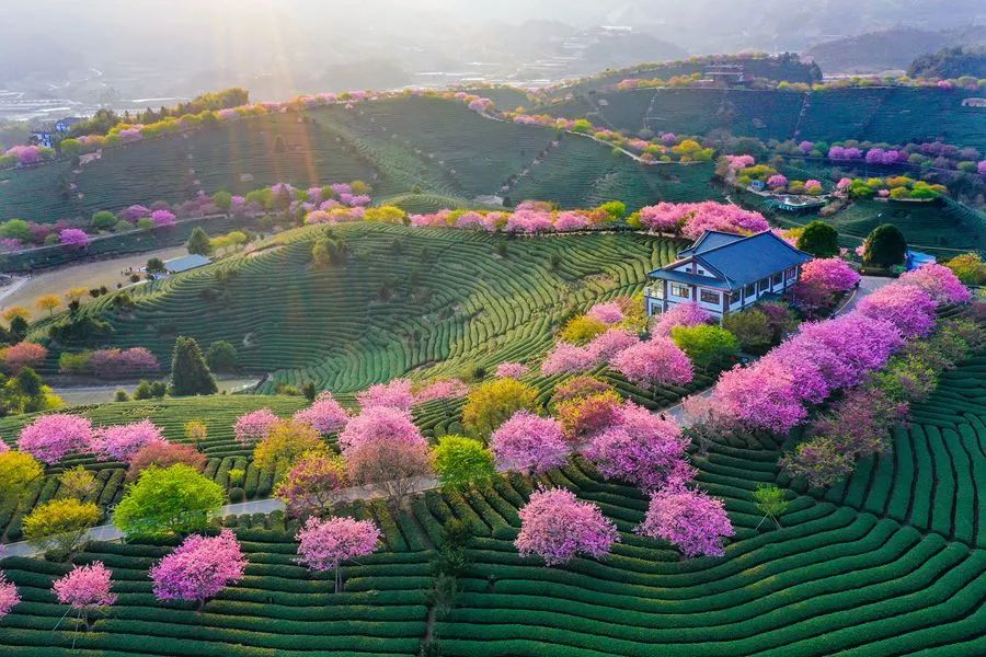 福建泉州晉江深滬灣海防林.黃海 攝