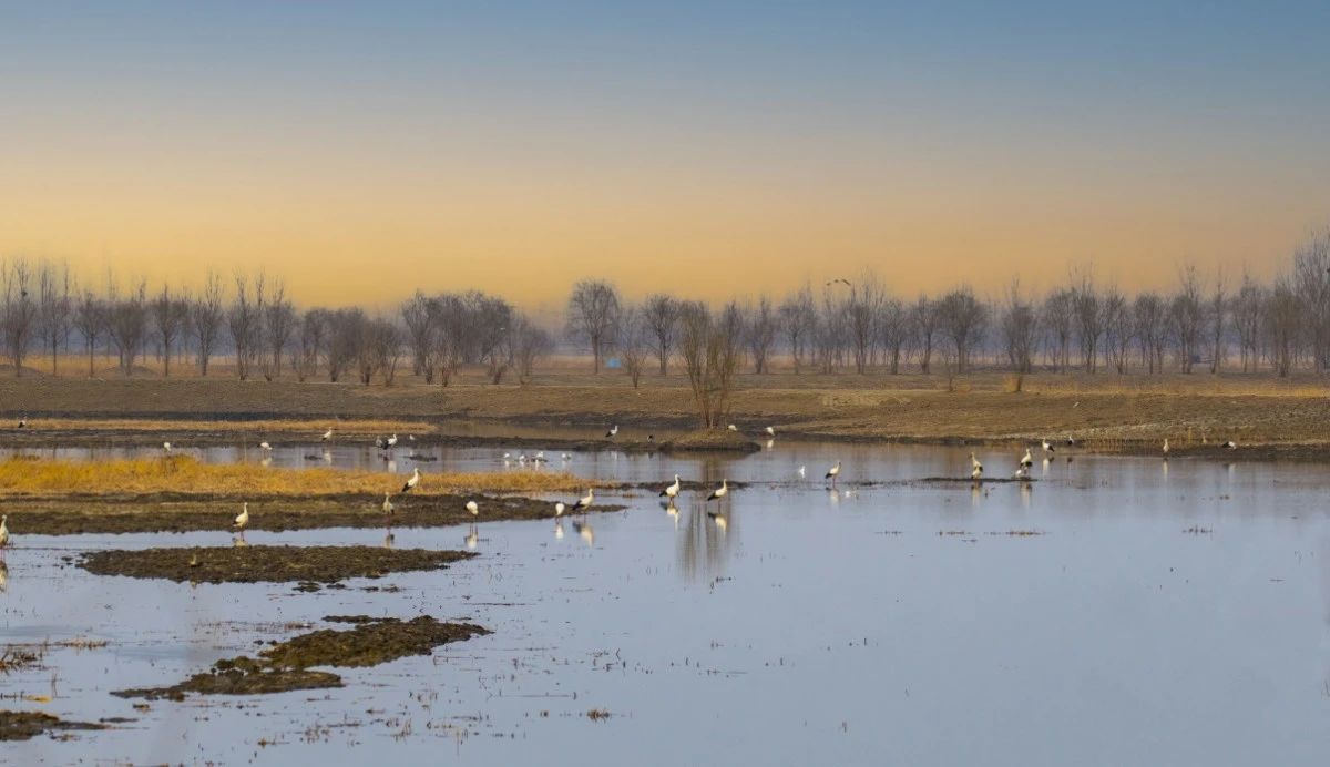 天津市武清区大黄堡湿地来了尊贵客人