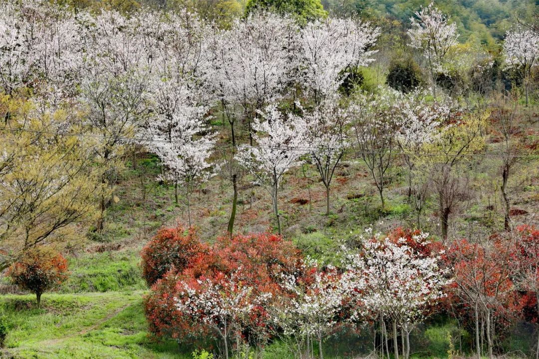 马鞍山这里十万株樱花盛放等你来