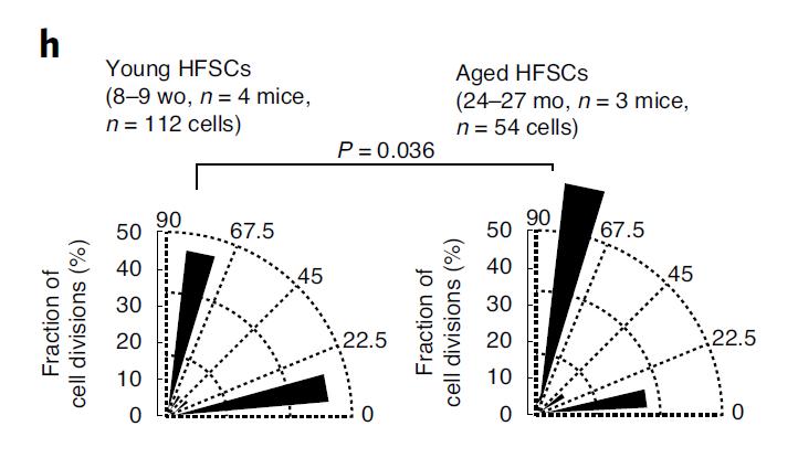 半桥粒(hemidesmosomes),是一类将细胞连接到细胞外
