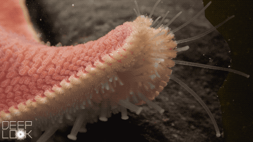 北京科协海星的管足 来源丨见水印 海星利用一个叫做罍(léi)的器官