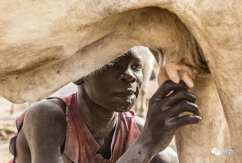 非洲巨人的一天,从牛尿洗脸漱口开始