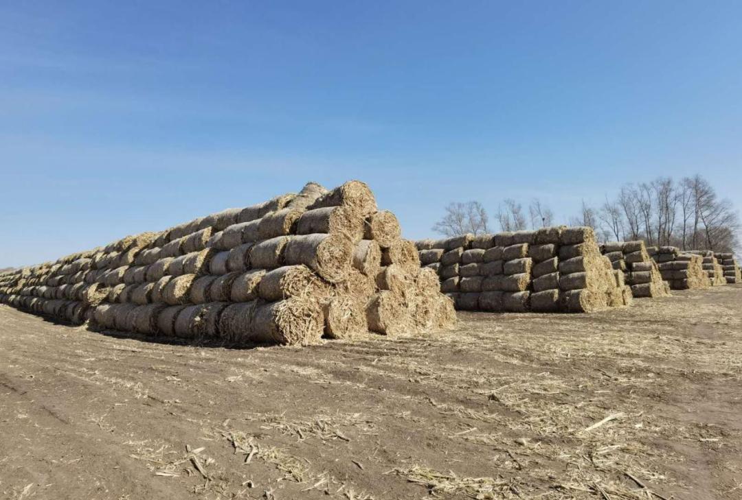 梅里斯区达呼店镇秸秆离田近尾声不误农时备春耕