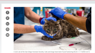 美国发现猫狗身上感染B.1.1.7变种病毒|美加新闻播报