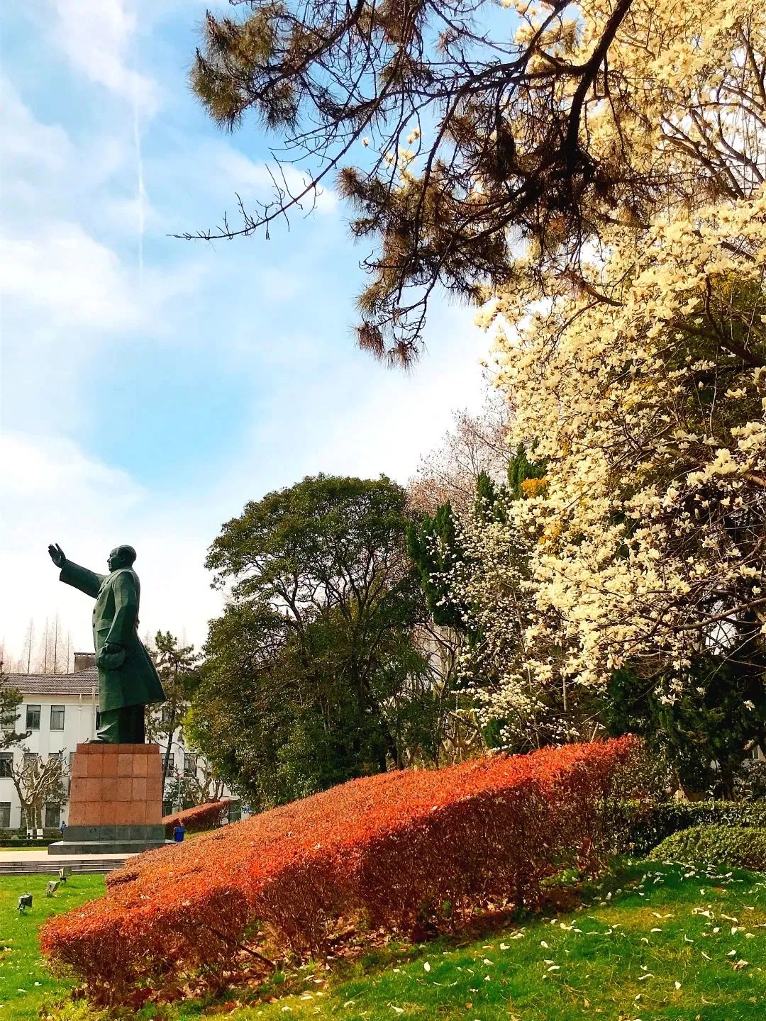 赏樱何必东奔西走华理校园应有尽有