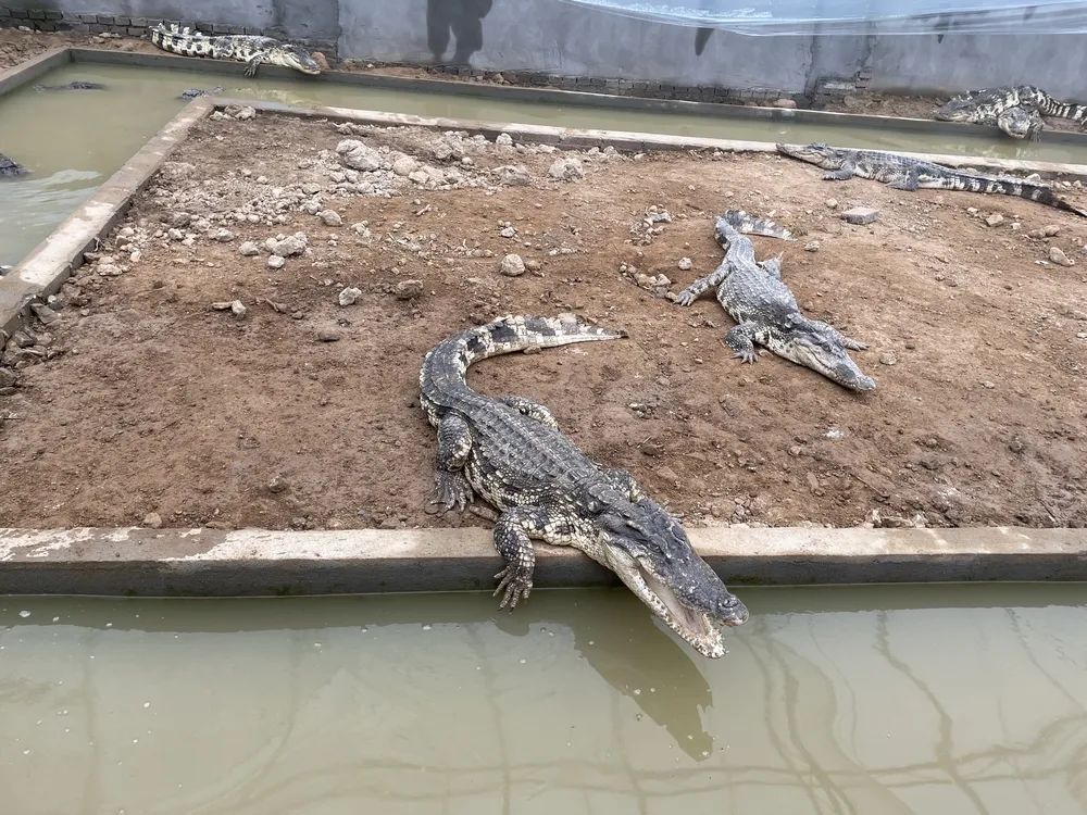 真稀奇三门这个地方居然养起了鳄鱼