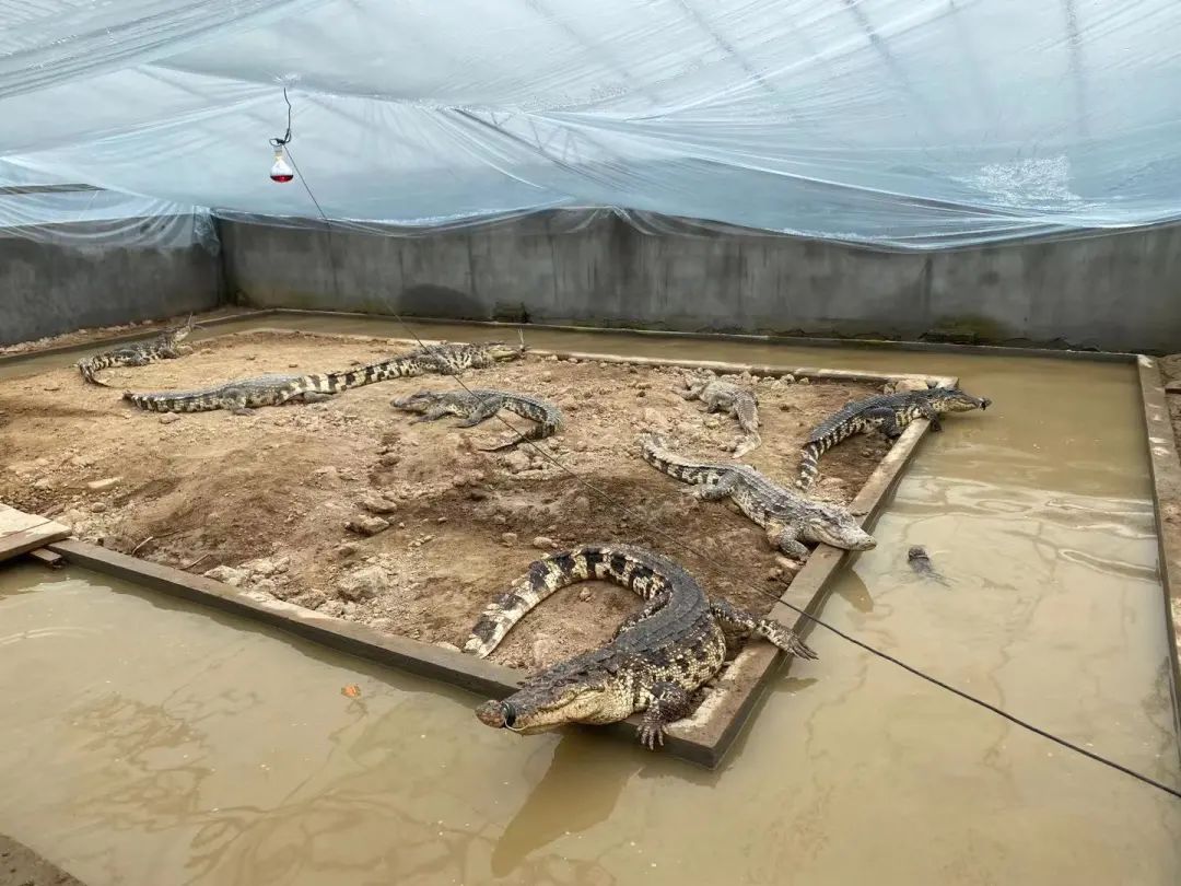 真稀奇三门这个地方居然养起了鳄鱼