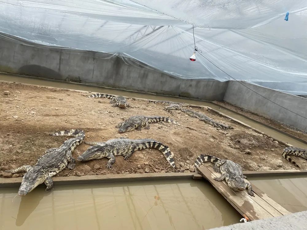 临沂旭日鳄鱼养殖场图片