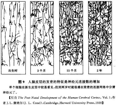 嗅觉,味觉,触觉的刺激时,每个神经元都会发育出像树枝一样的树突来