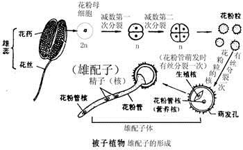 您且听我道来,花粉是种子植物的微小孢子堆,成熟的花粉粒实为其小配子